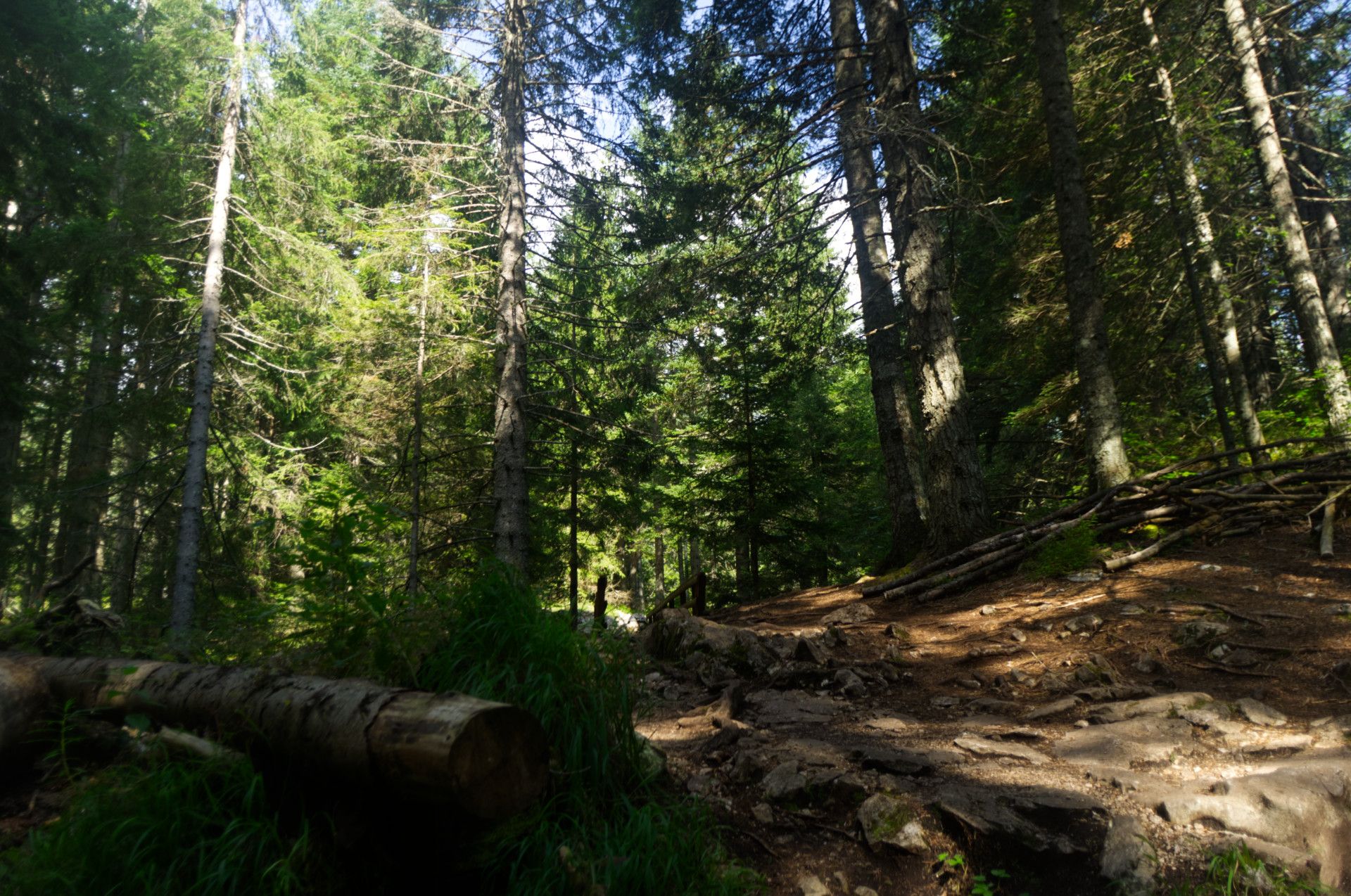 A photo of a rocky climb in a forest