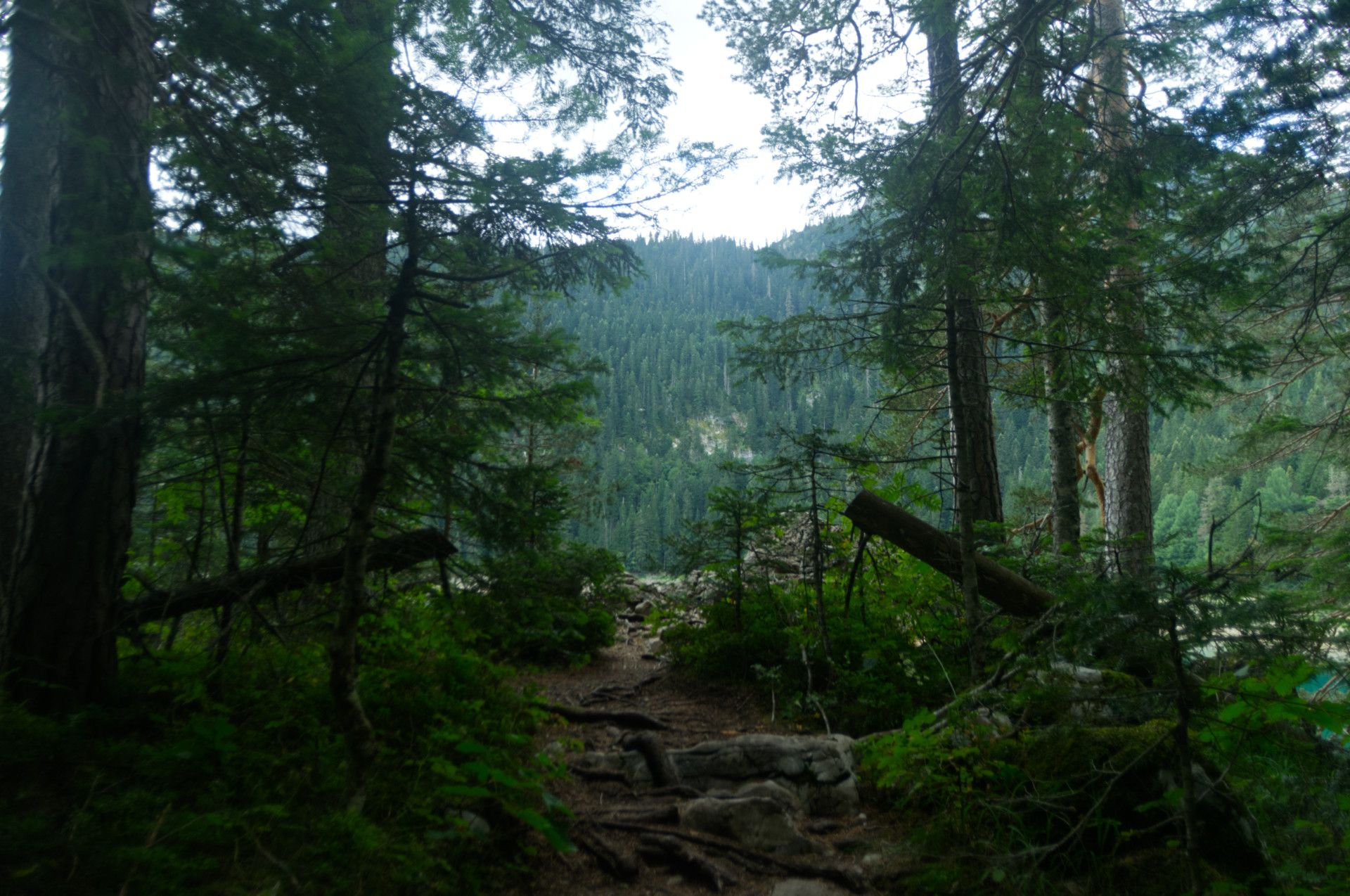 A photo of an opening in trees with more forest seen far beyond