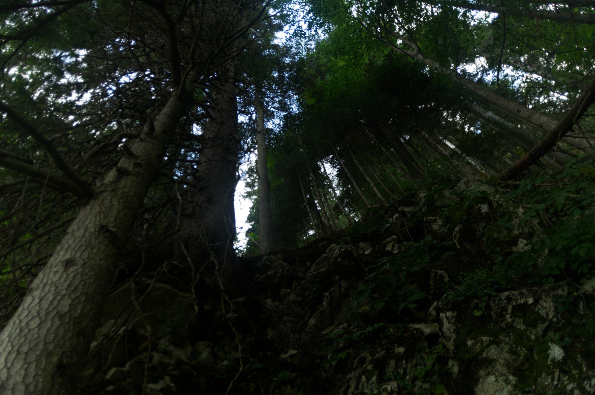 An upwards photo of menacing trees in a forest