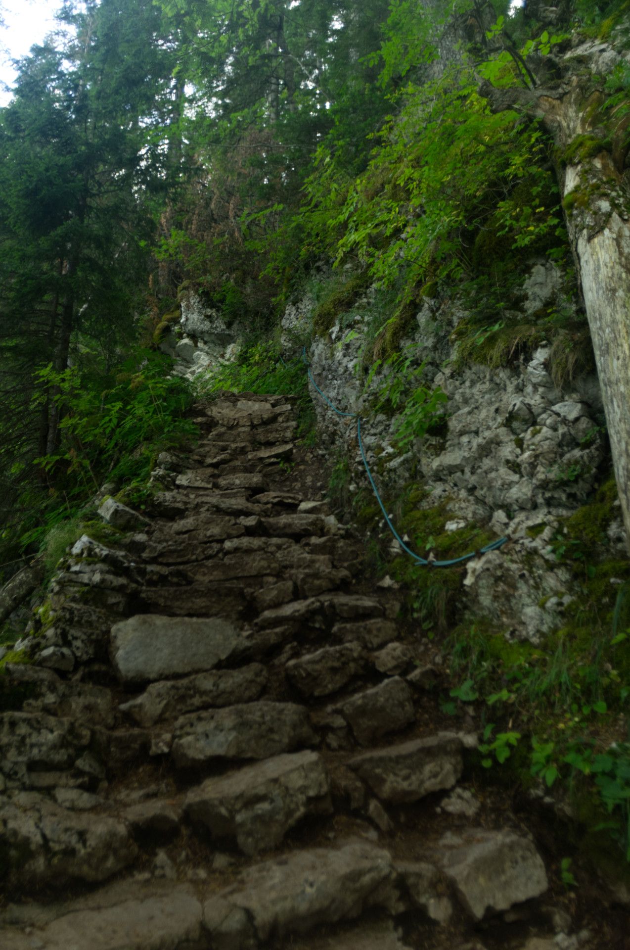 A photo of stone steps in a forest