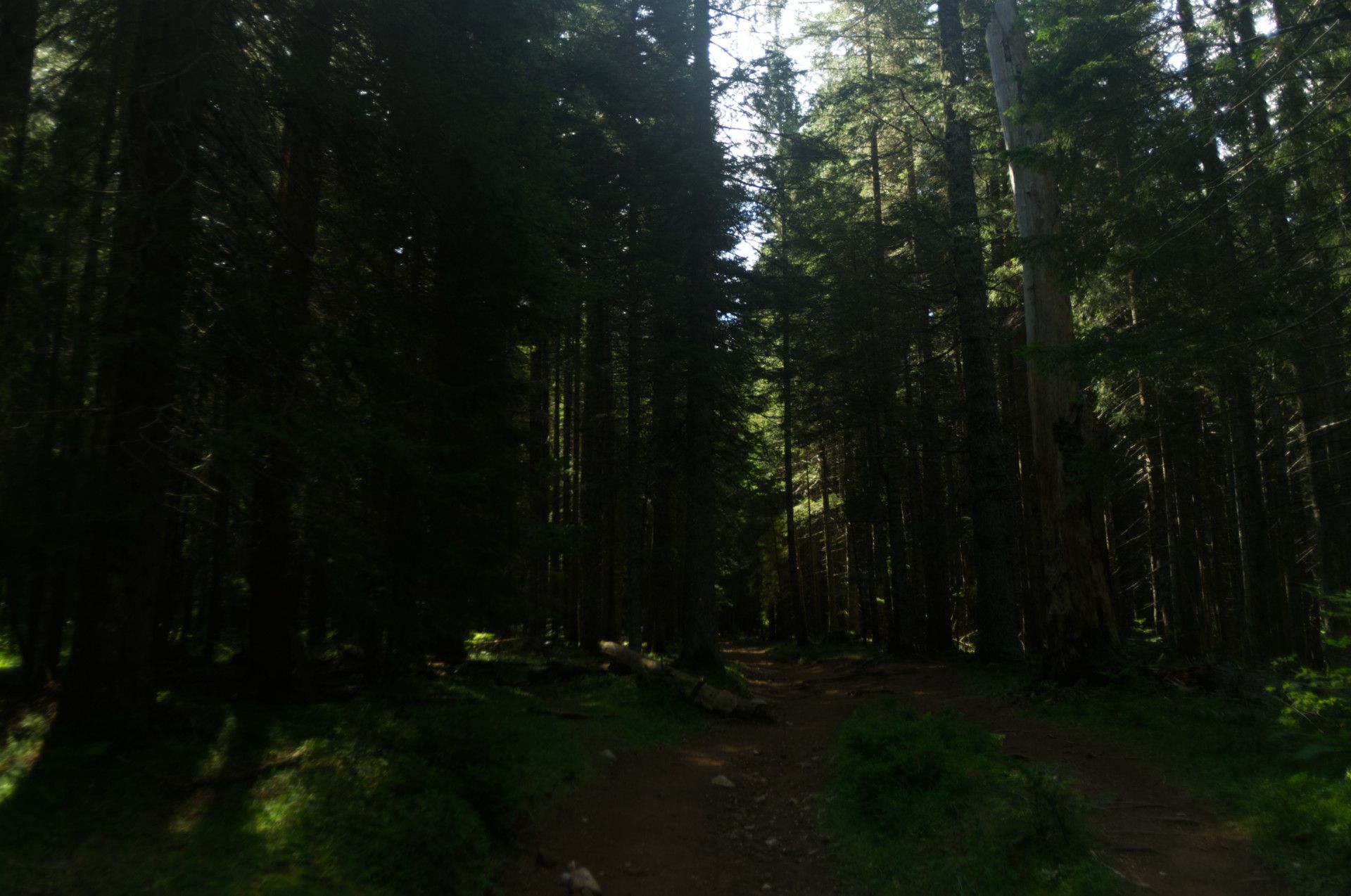 A photo of trees in a forest on a trail