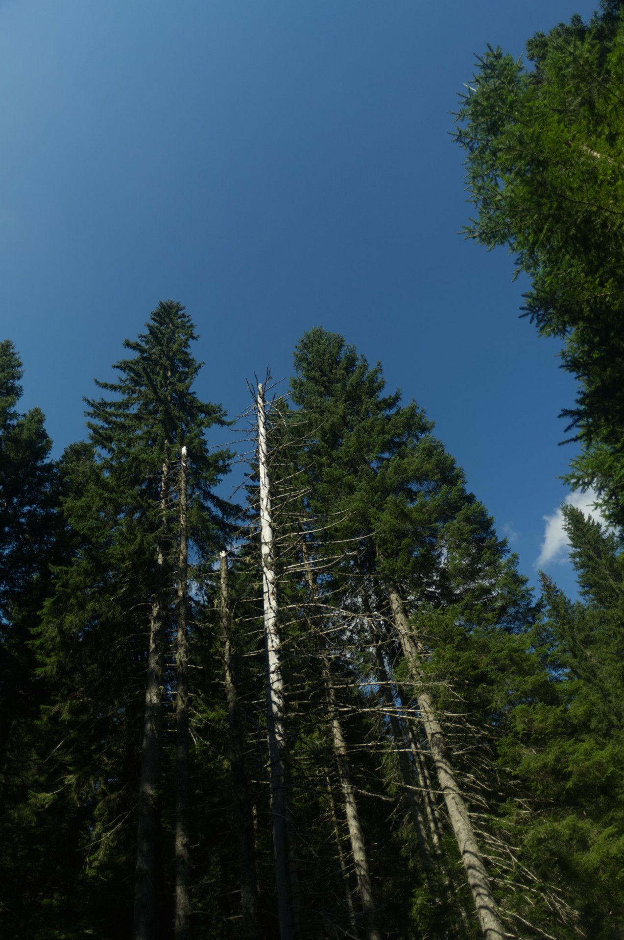 A photo of trees against blue sky