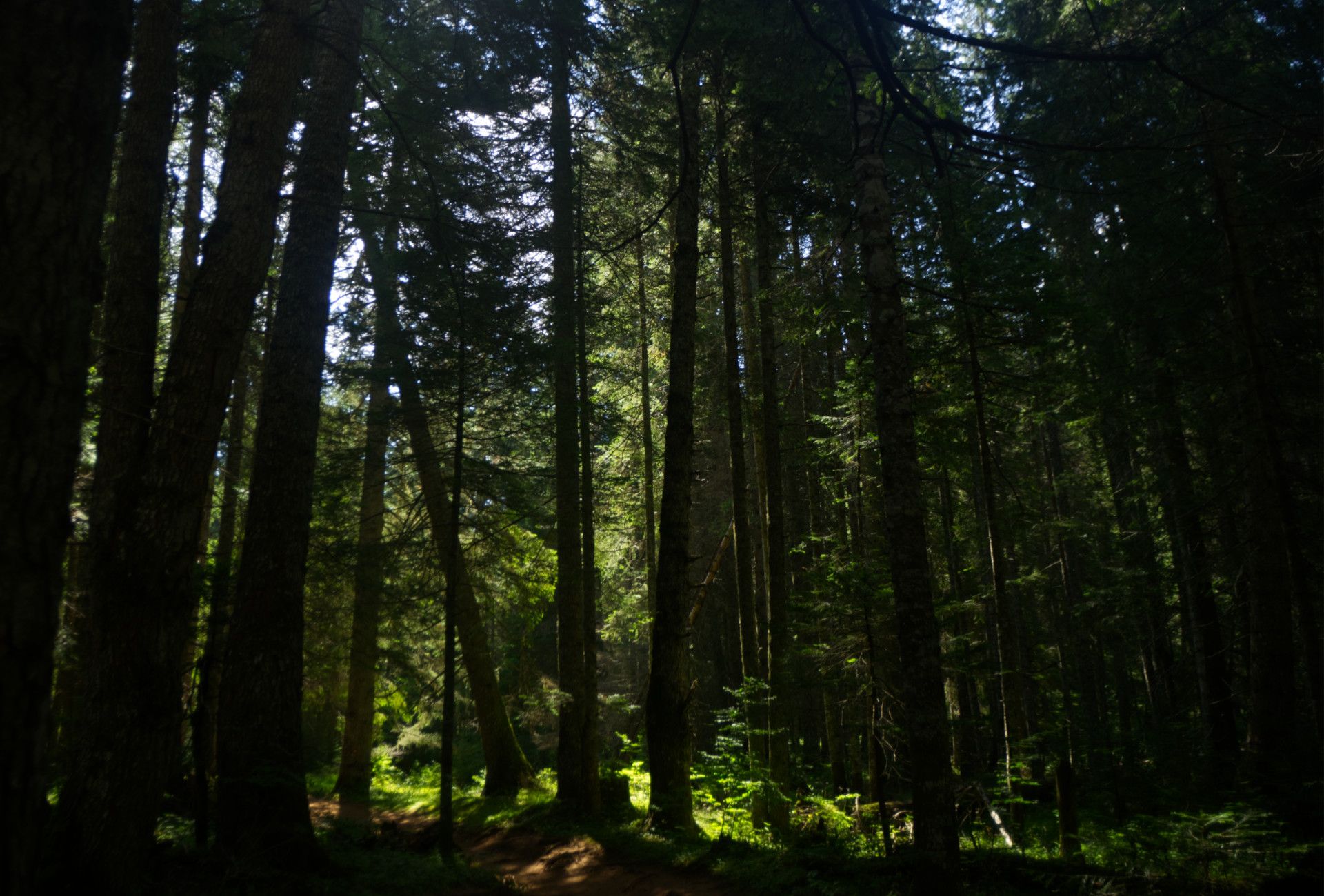 A photo of trees in a forest on a trail