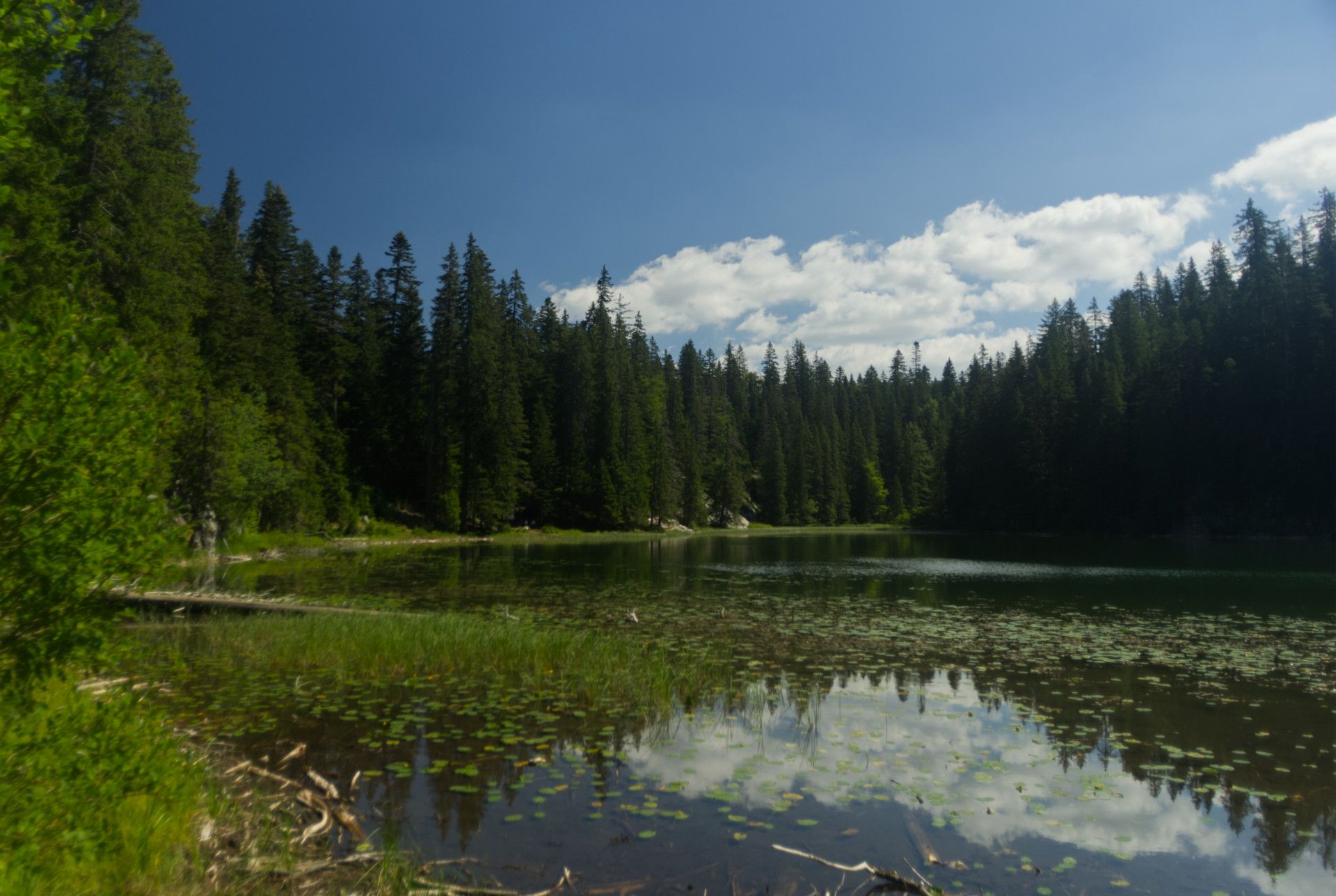A photo of a lake surrounded by a forest