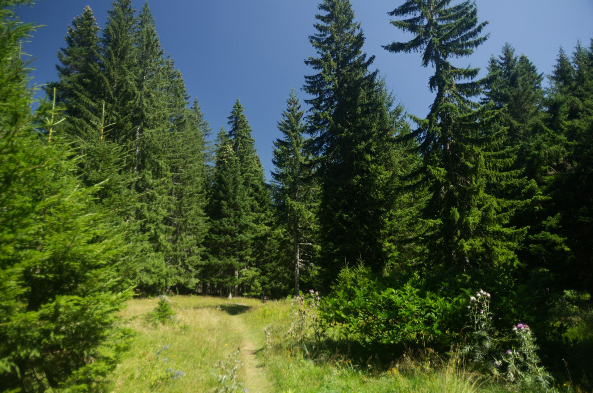 A photo of a meadow in a forest